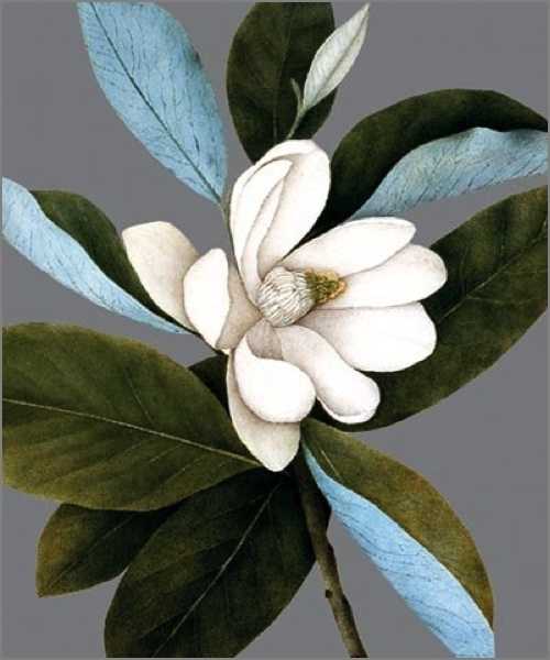 Card-Magnolia Virginiana