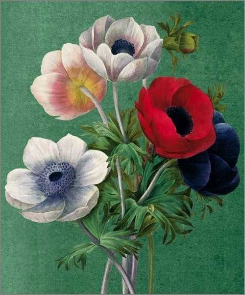 Card-Anemone