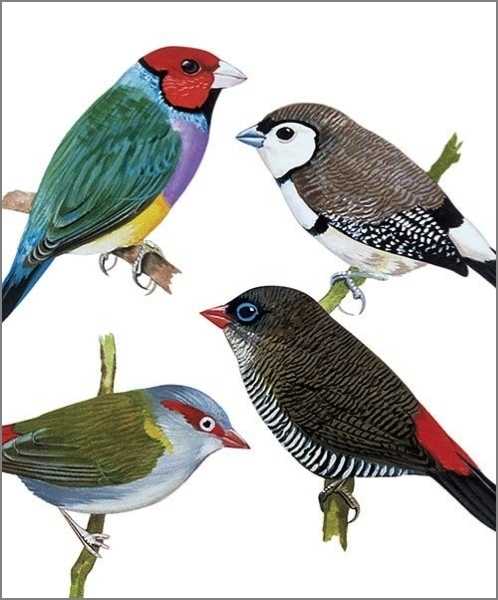 Card-Finches