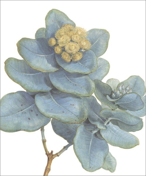 Card-Silver-Leafed Box