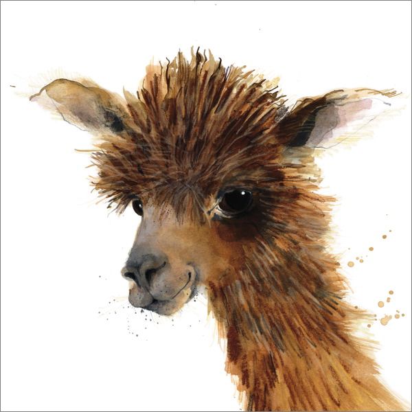 Card-Alpaca