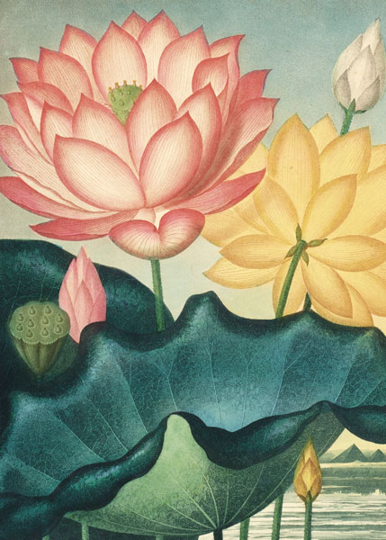 Card-The Egyptian Bean