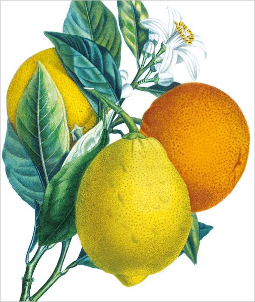 Card-Oranges and Lemons